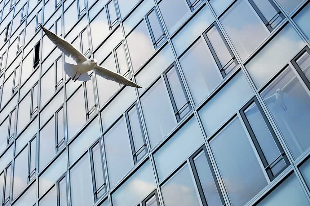 Article about the growing trend among homeowners to have window film professionally installed, not only for the sun protection, but also to protect from bird strikes.